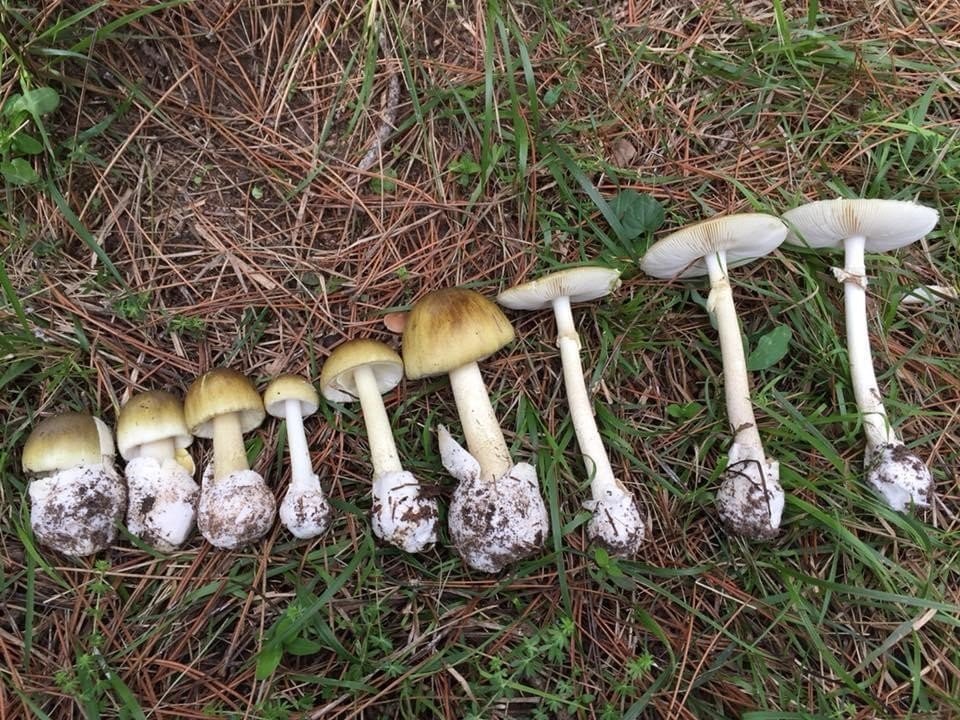 mantar-sezonu-basladi-uzmanlar-zehirlenmelere-karsi-uyardi