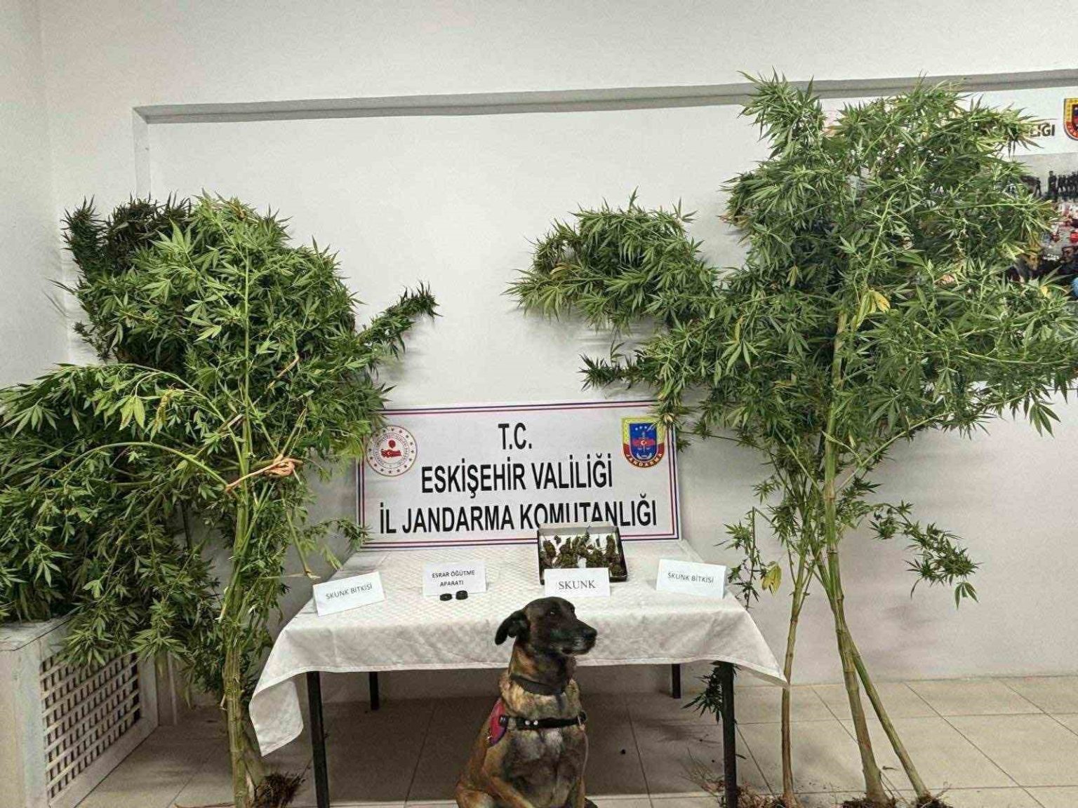 uyusturucu-bitkisi-eken-sahis-jandarma-tarafindan-yakalandi