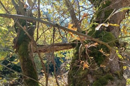 yasli-cinar-kucuk-cinara-kucak-acti