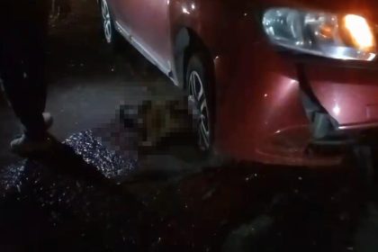 yolda-dogum-yapan-manda-yavrusuyla-otomobil-altinda-kalarak-telef-oldu