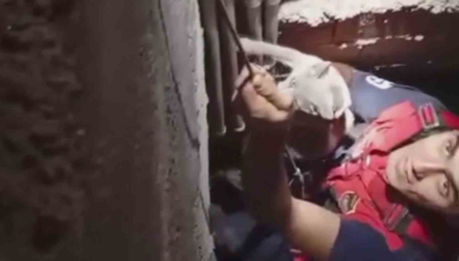 7-metre-derinligindeki-bosluga-dusen-kedi-zorlu-operasyonla-kurtarildi