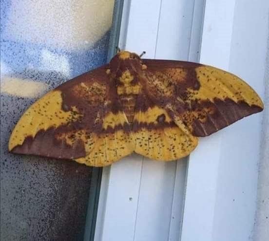 aydinda-kelebegin-sirtindaki-insan-silueti-dikkat-cekti