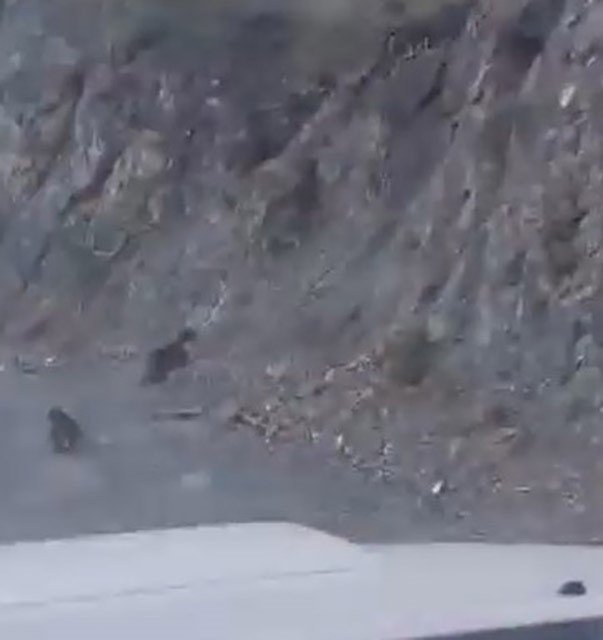 boluda-anne-ayi-ve-yavrusu-korkuyla-daga-tirmandi-o-anlar-kamerada