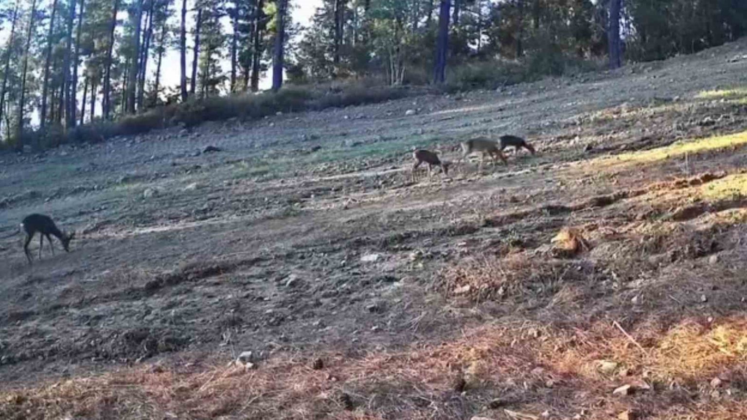 karaca-ailesi-ganos-daglarinda-fotokapana-takildi