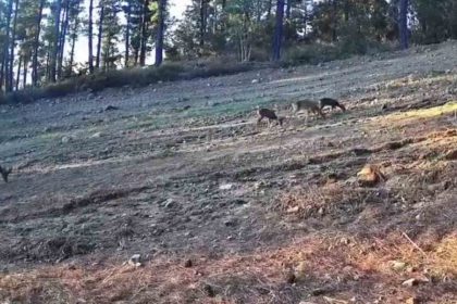 karaca-ailesi-ganos-daglarinda-fotokapana-takildi
