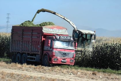 karapinarda-misir-hasadi-basladi