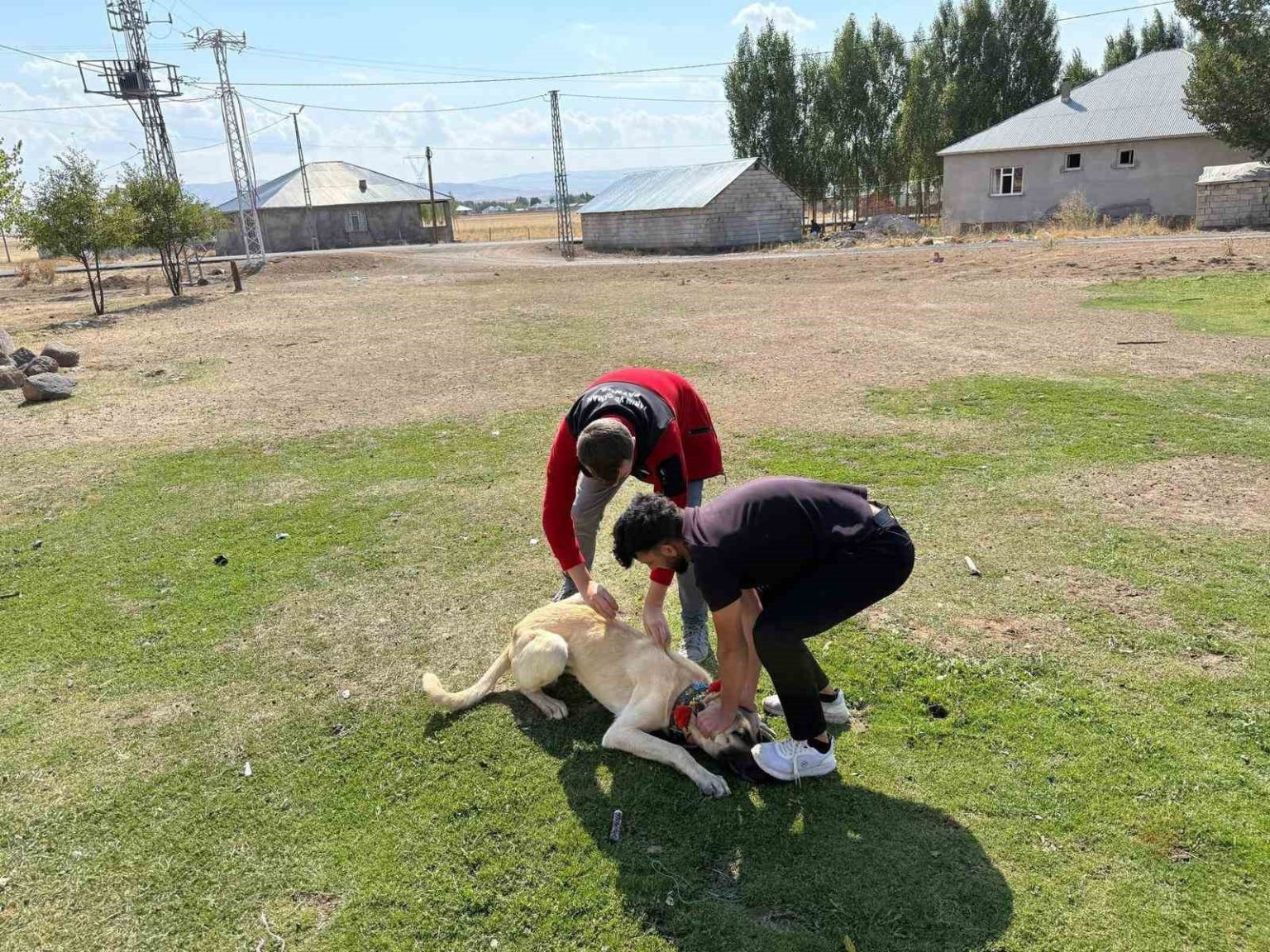 patnosta-kopeklere-mikrocip-ve-kuduz-asisi-uygulamasi