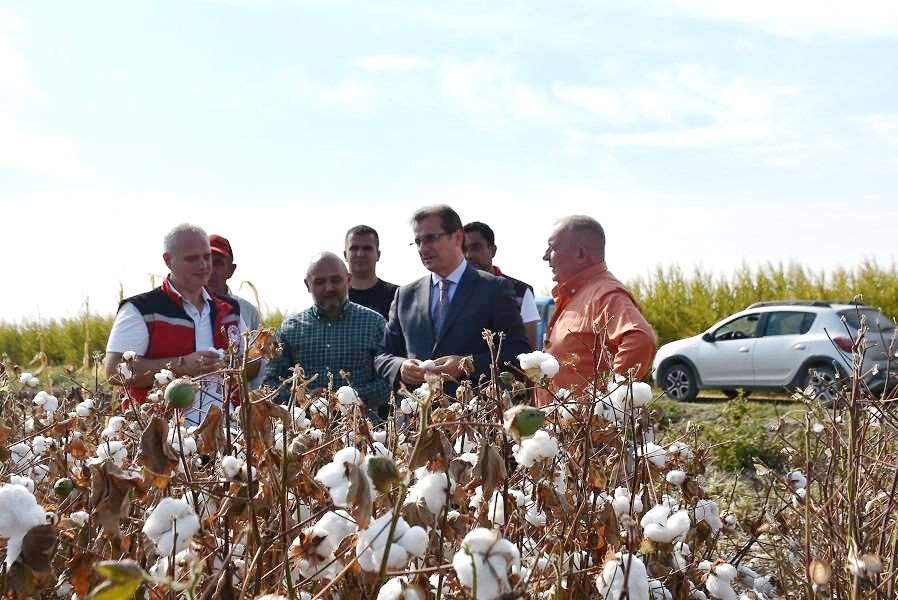 salihli-ovasinin-beyaz-altininda-ilk-hasat