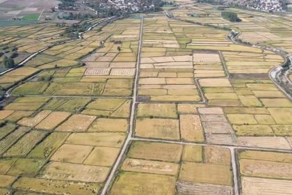 sarayduzunde-celtik-hasadi-basladi