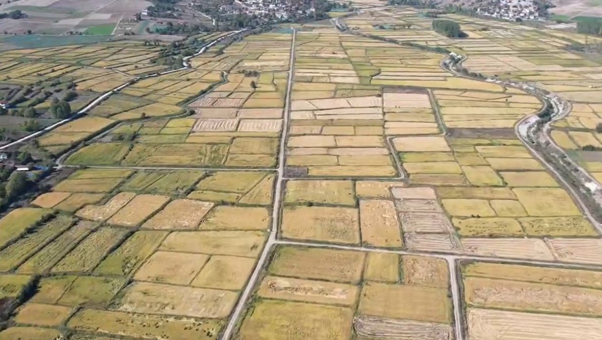 sarayduzunde-celtik-hasadi-basladi