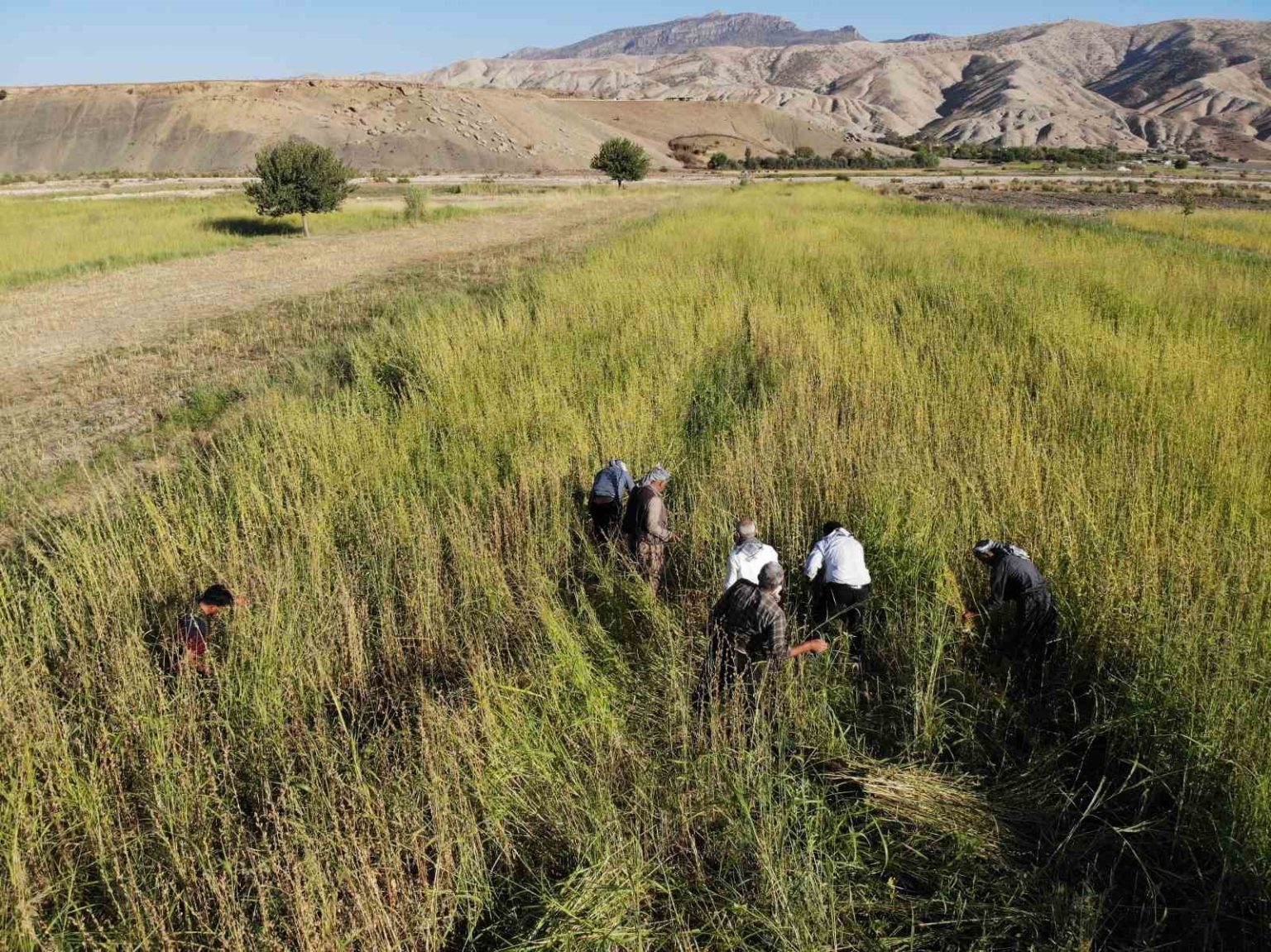 sirnakta-5-bin-dekar-alandan-300-ton-susam-rekoltesi-bekleniyor