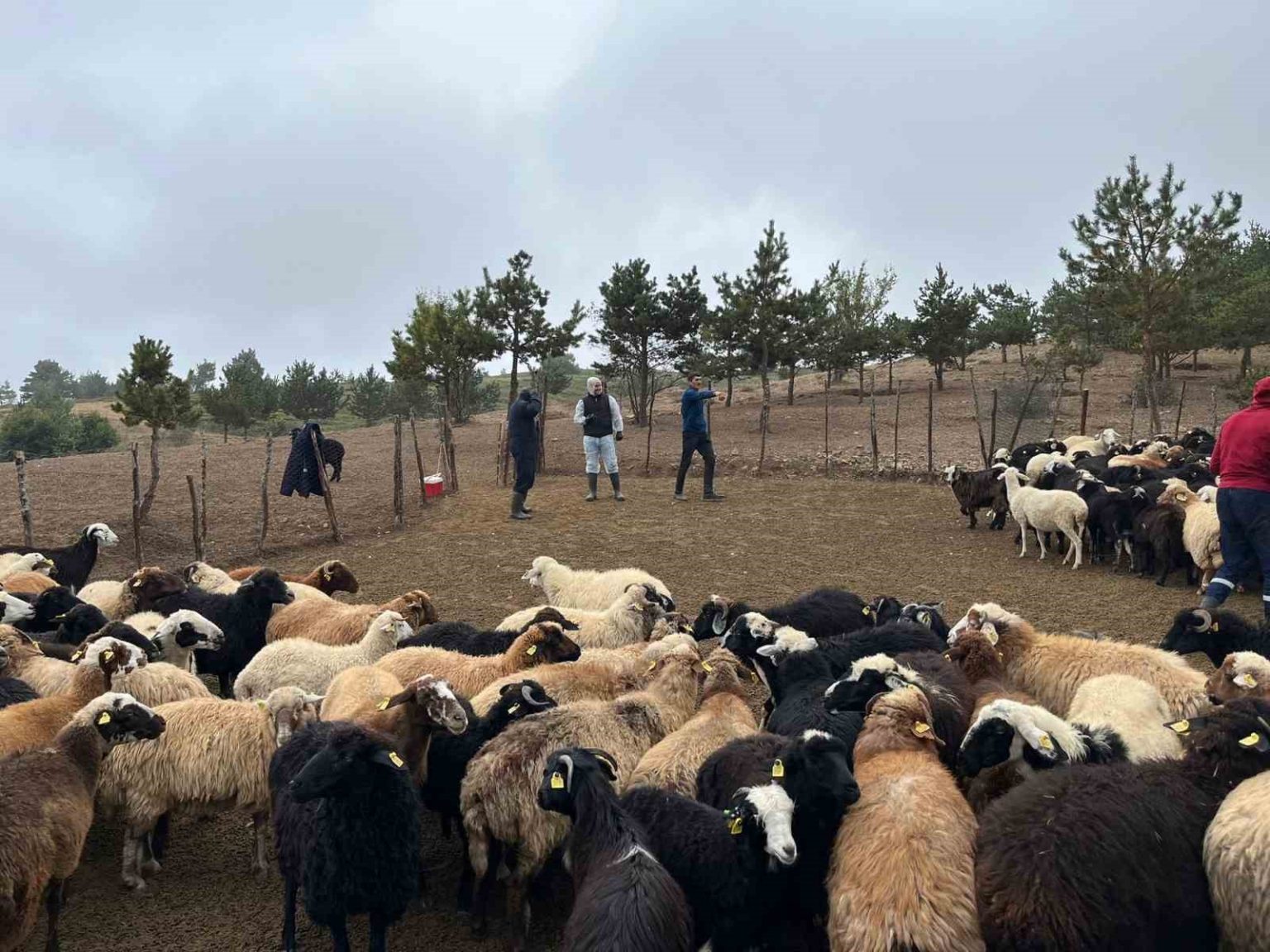tokatta-cobanlara-hayvan-sagligi-egitimi
