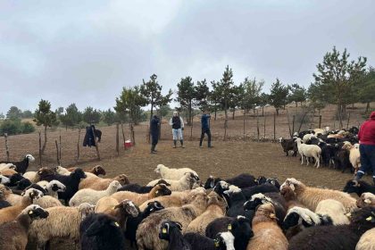 tokatta-cobanlara-hayvan-sagligi-egitimi
