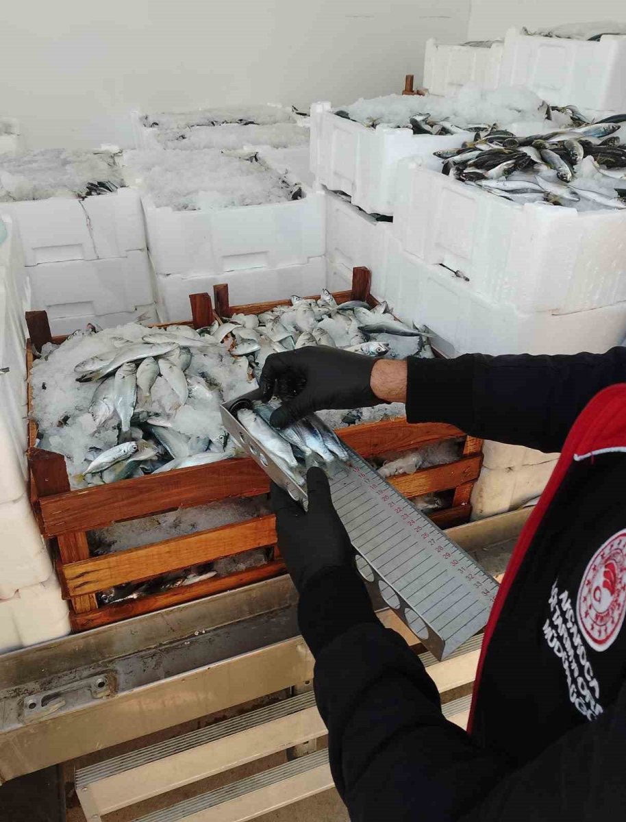 yasal-boy-sinirlarinin-altinda-avlanilan-lufer-ve-istavritlere-el-konuldu