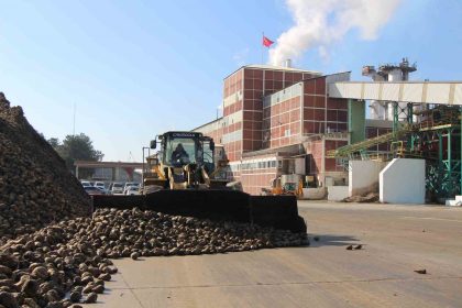 amasyada-zirai-don-ve-kuraklik-seker-pancarini-vurdu-10-bin-dekarlik-alanda-uretim-yapilamadi