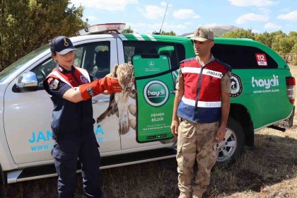bingold-yarali-kartal-tedavi-altina-alindi