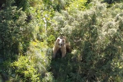 boz-ayi-dron-kamerasina-yakalandi