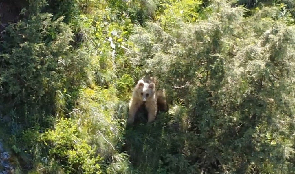 boz-ayi-dron-kamerasina-yakalandi