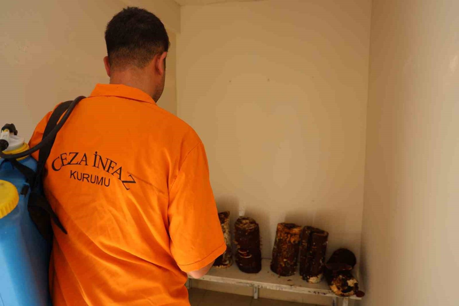 hukumluler-kilogrami-15-bin-tlye-kadar-cikan-kirmizi-reishi-mantari-yetistirdi