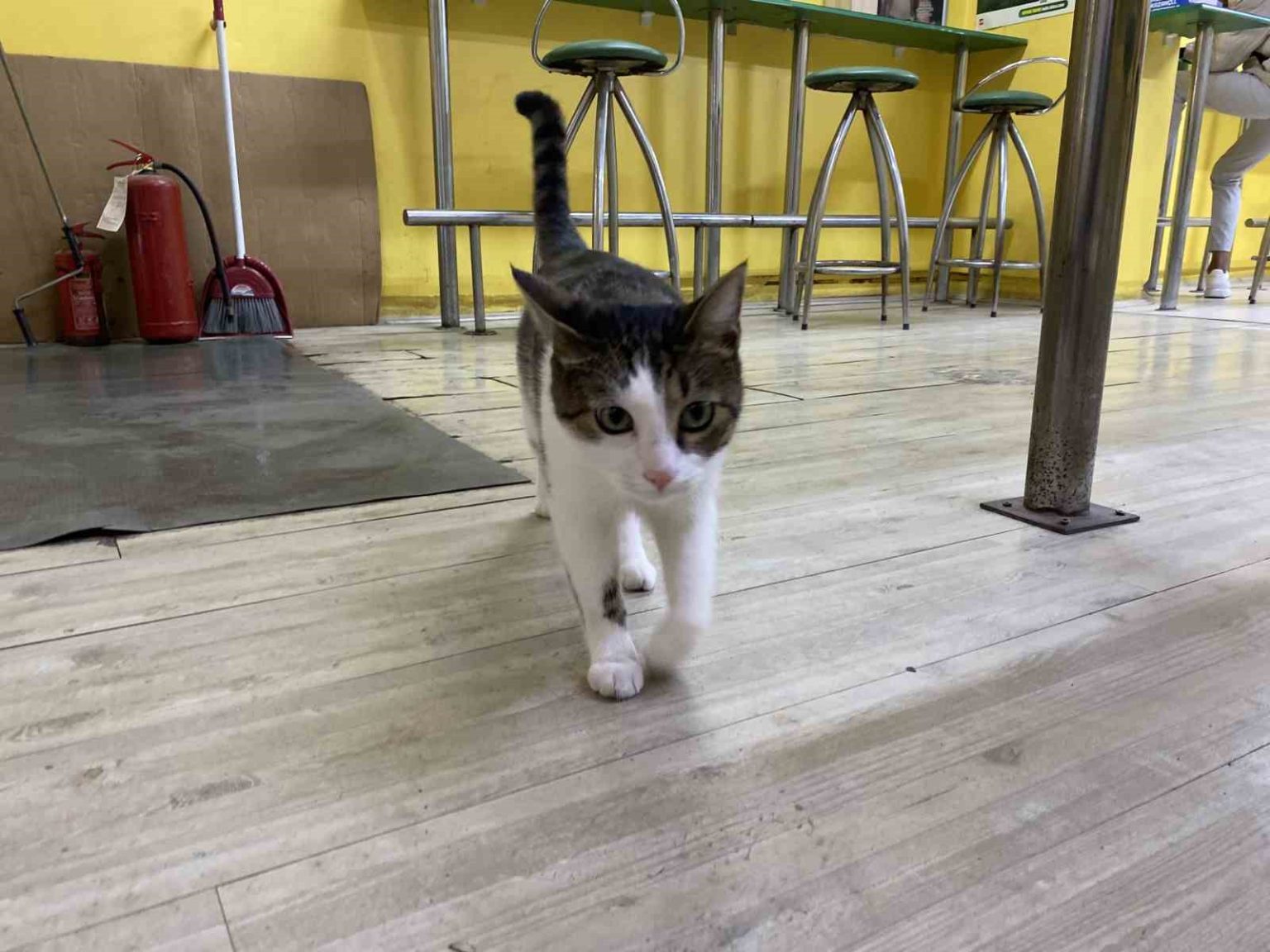 iki-defa-terk-edilen-kediye-isletmeci-sahip-cikti