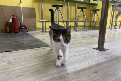 iki-defa-terk-edilen-kediye-isletmeci-sahip-cikti