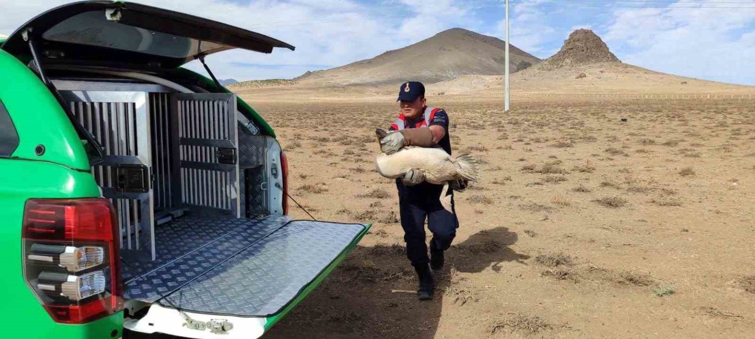 karamanda-yarali-pelikanlar-koruma-altina-alindi