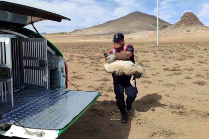 karamanda-yarali-pelikanlar-koruma-altina-alindi