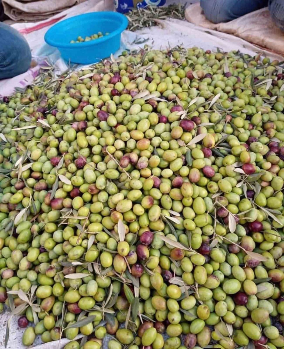 kosk-ilce-tarim-aydin-memecik-zeytinine-dikkat-cekti