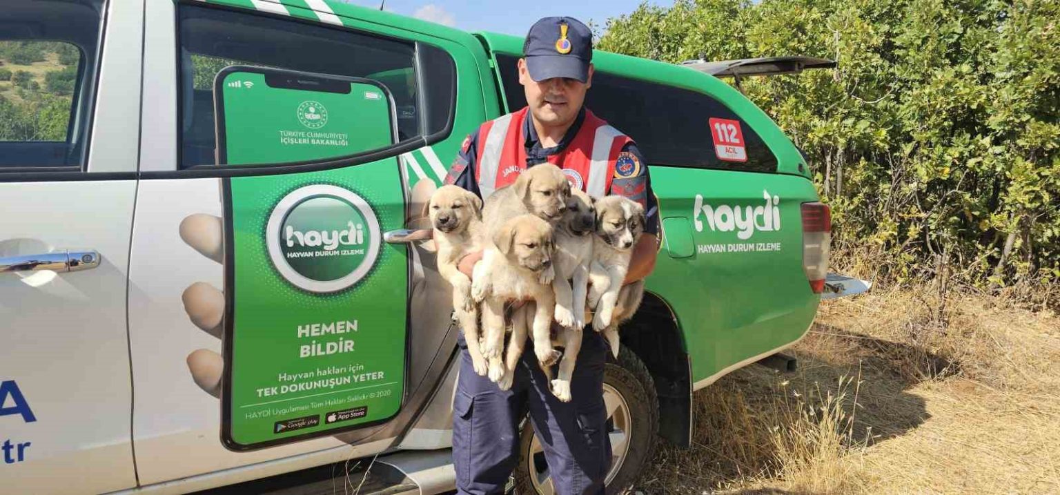 musta-ormana-terk-edilen-yavru-kopekler-kurtarildi