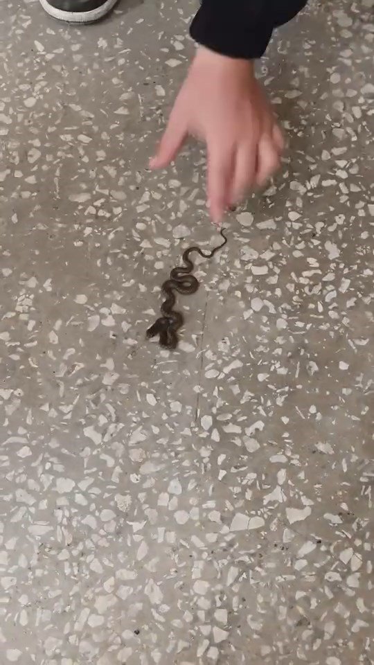 okul-koridorunda-yilan-panigi