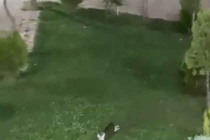 semdinlide-kedi-ile-tilkinin-oyun-keyfi