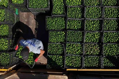 yesil-bodrum-mandalini-turkiyenin-dort-bir-yanina-ulasiyor