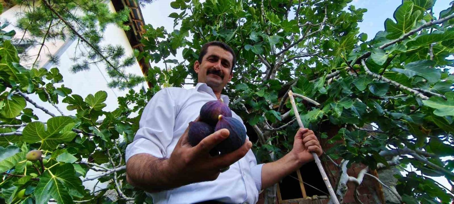 bursa-karasi-incirini-erzurumda-yetistirdi
