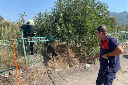 demir-korkuluga-sikisip-mahsur-kalan-kopegi-itfaiye-kurtardi