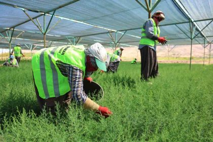 elazigda-fidanlar-kadinlarin-elinde-yeseriyor