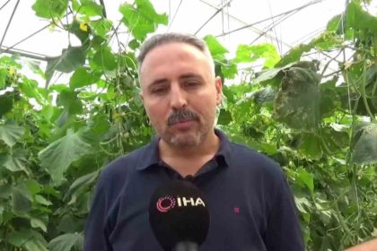 ilcesinde-sera-eksikligi-gordu-10-bin-metrekarelik-alana-salatalik-serasi-kurdu