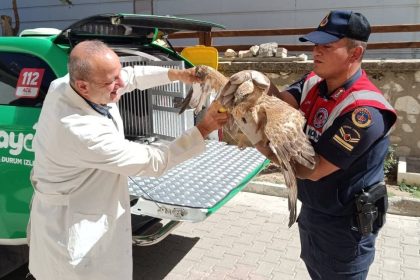 karamanda-yarali-bulunan-kizil-sahin-koruma-altina-alindi