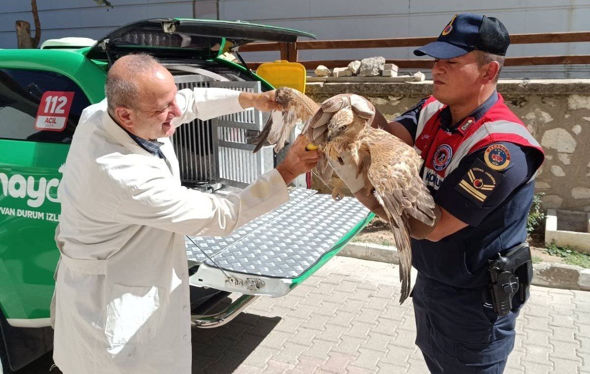 karamanda-yarali-bulunan-kizil-sahin-koruma-altina-alindi