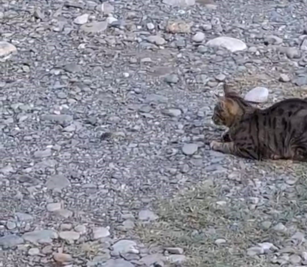 kedi-fareyle-top-gibi-oynadi