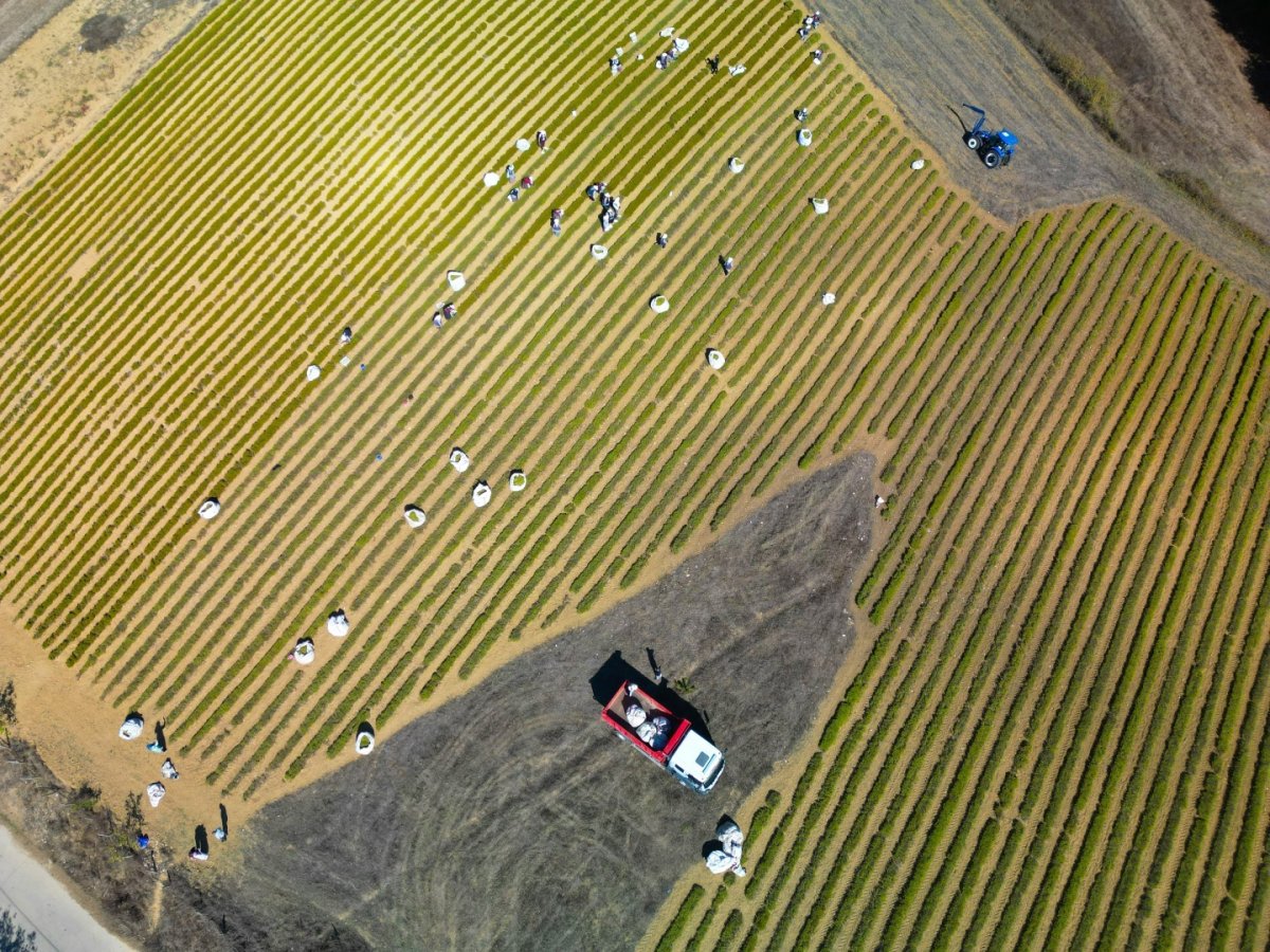 kocaelide-tibbi-ve-aromatik-bitki-hasadi-basladi