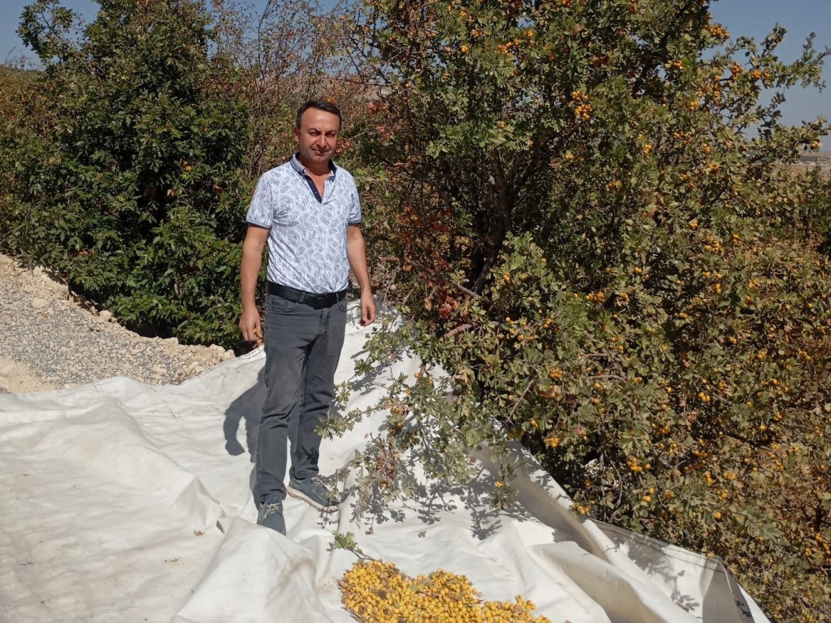 malatyada-sifa-deposu-alicta-hasat-devam-ediyor