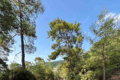 marmaris-orman-ekipleri-yil-boyunca-yanginlara-karsi-teyakkuzda