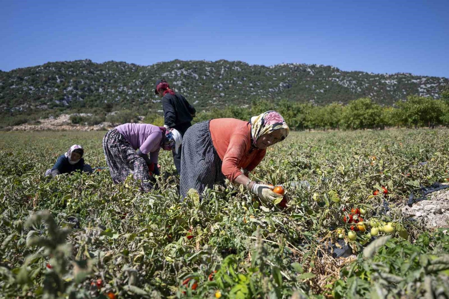 mersinde-ureticiye-yuzde-70-hibeli-domates-fidesi-destegi