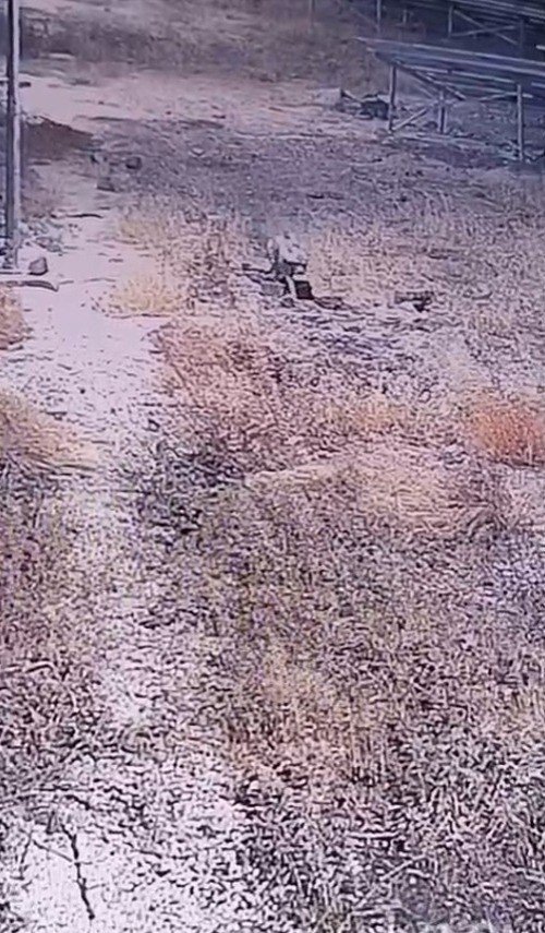 sanliurfada-nesli-tukenme-tehlikesi-altindaki-cizgili-sirtlan-goruntulendi