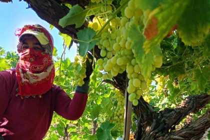 sarigolde-uzum-hasadi-araliksiz-devam-ediyor