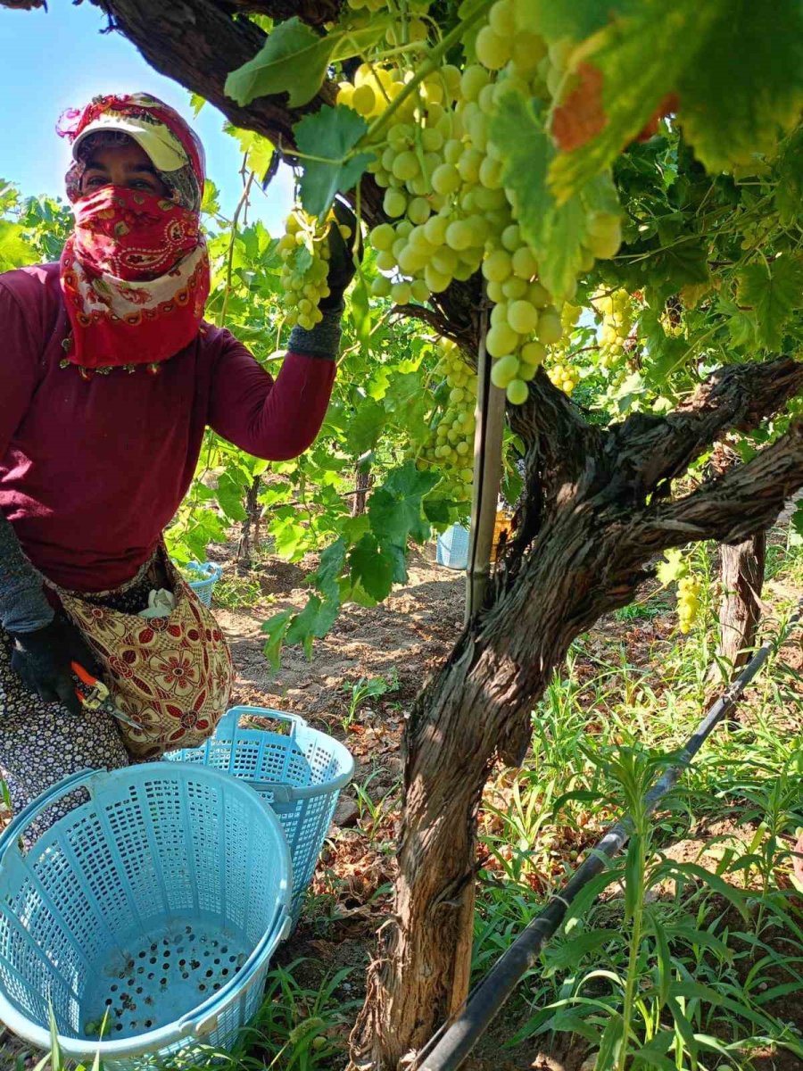 sarigolde-uzum-hasadi-araliksiz-devam-ediyor