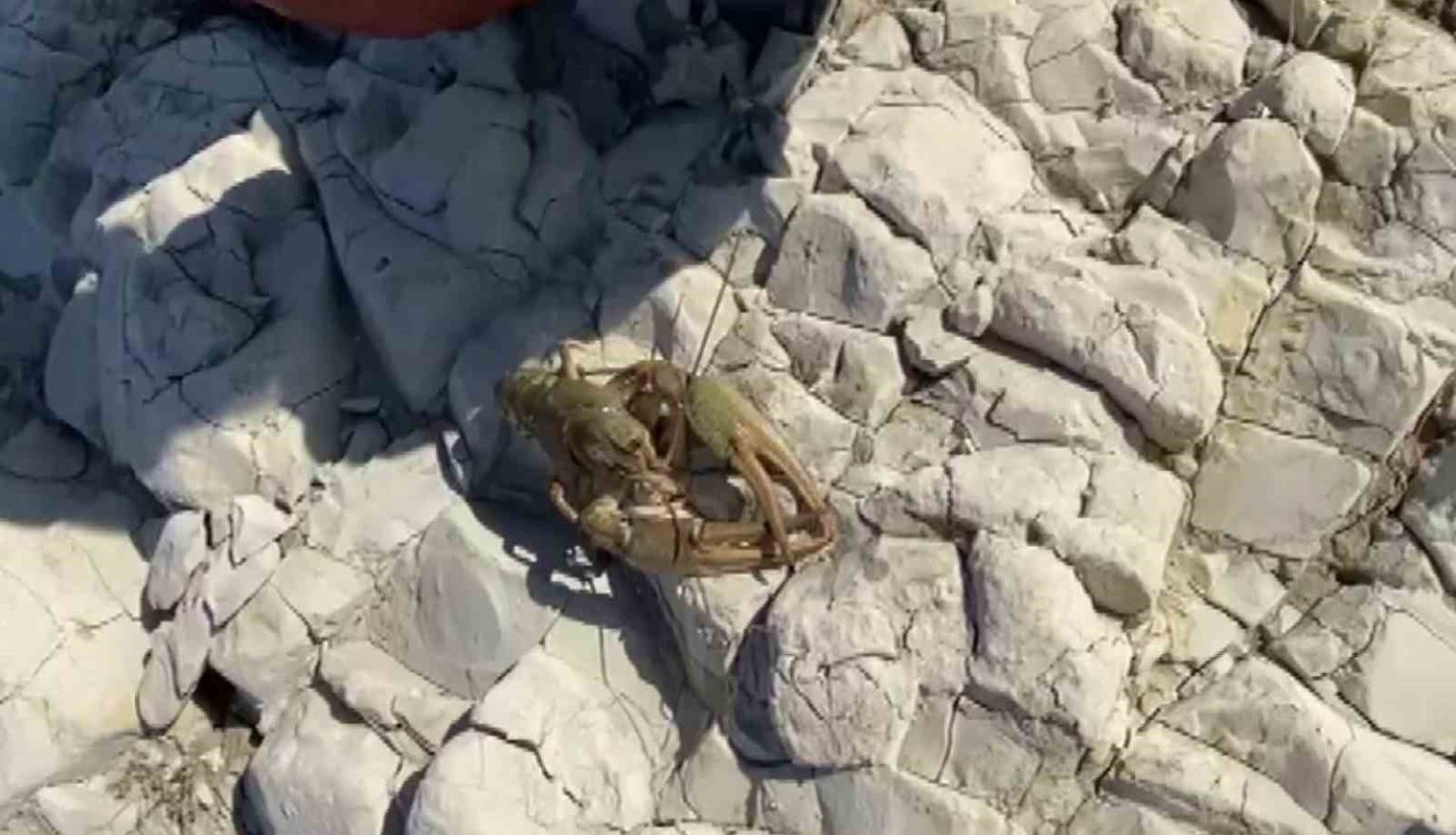 ataturk-baraji-goletinde-ilk-defa-kerevit-goruldu