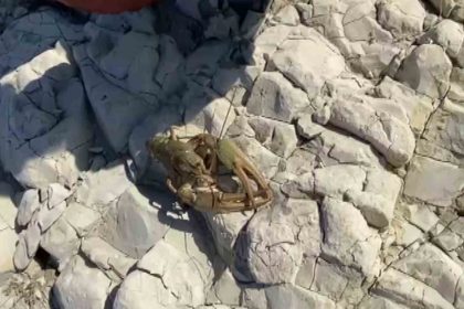 ataturk-baraji-goletinde-ilk-defa-kerevit-goruldu