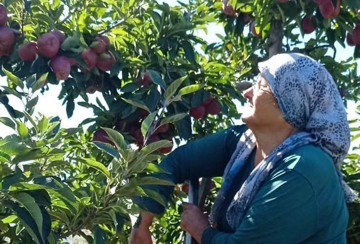 beysehirin-elma-deposu-mahallesinde-hasat-mesaisi-suruyor