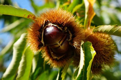gal-arisi-ve-hastaliklara-dayanikli-kestanelerde-hasat-zamani